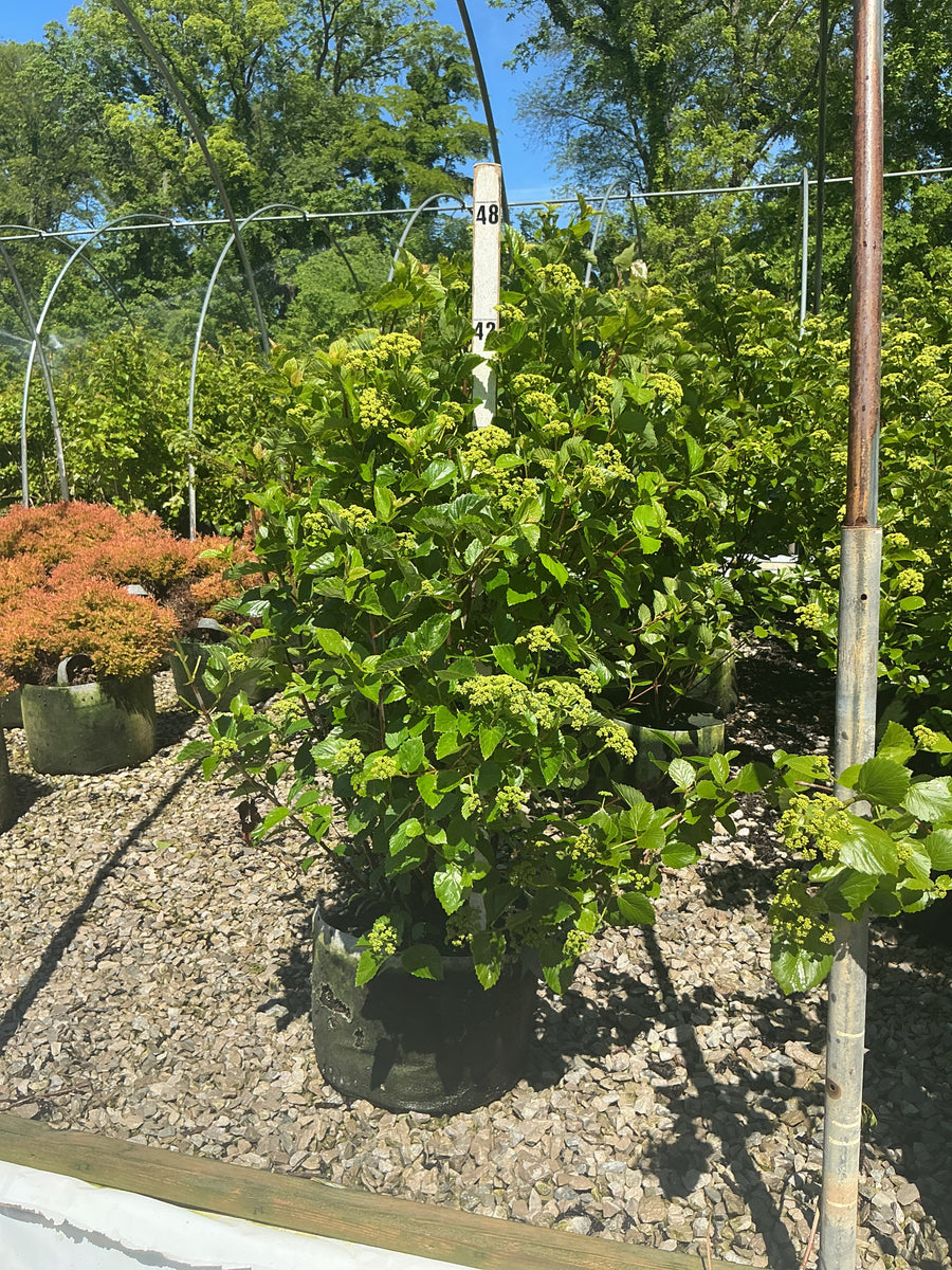 Viburnum dentatum 'Synnestvedt' — RP10 42
