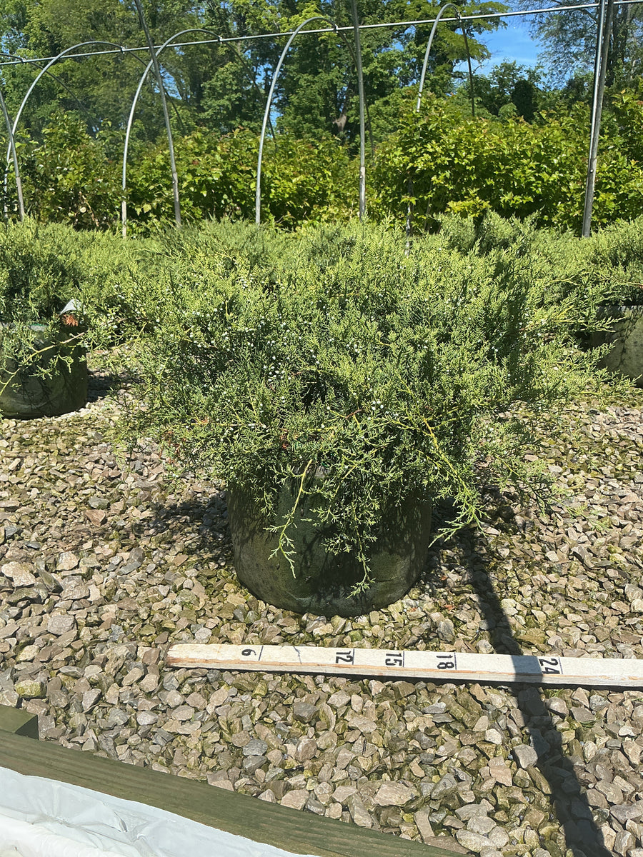 Juniperus virginiana 'Grey Owl' — RP10 24