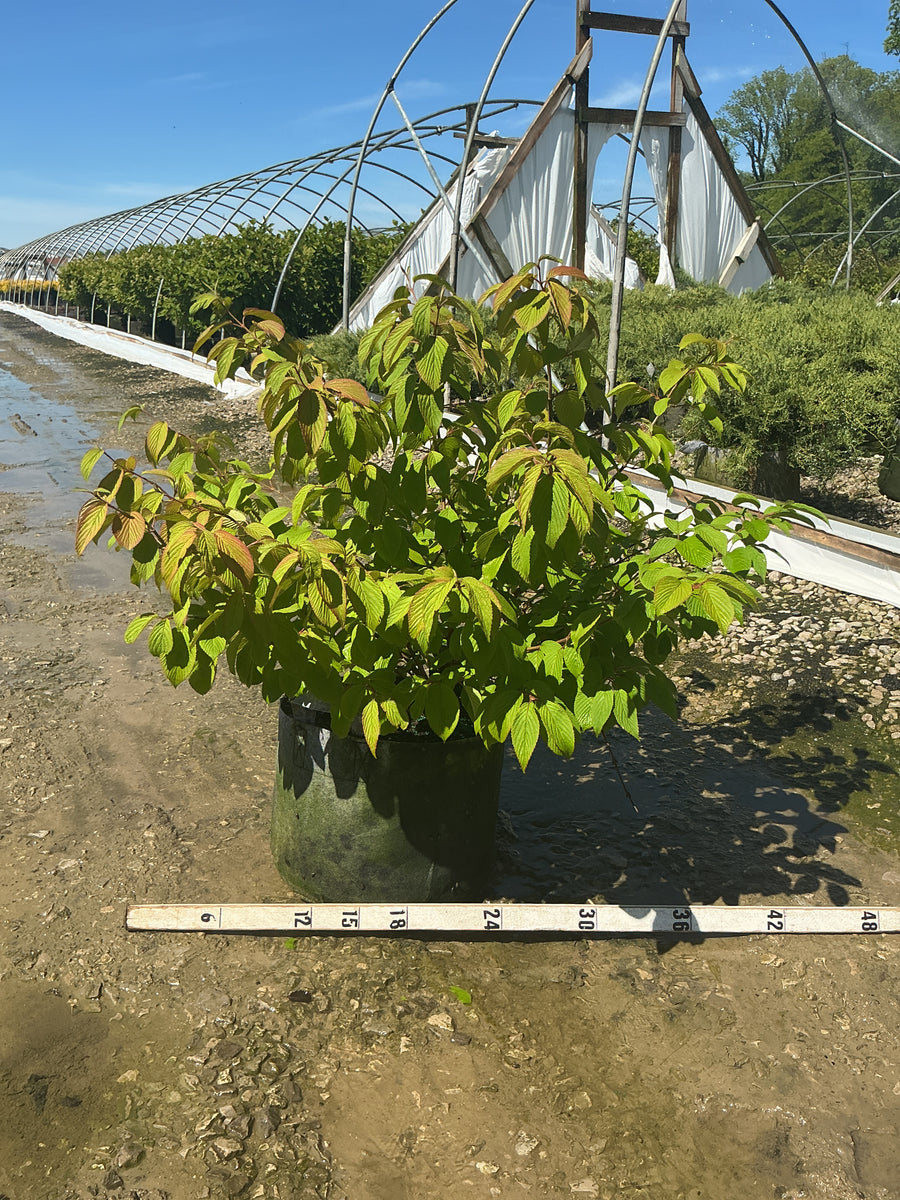 Viburnum plicatum 'Mariesii' — RP10 36