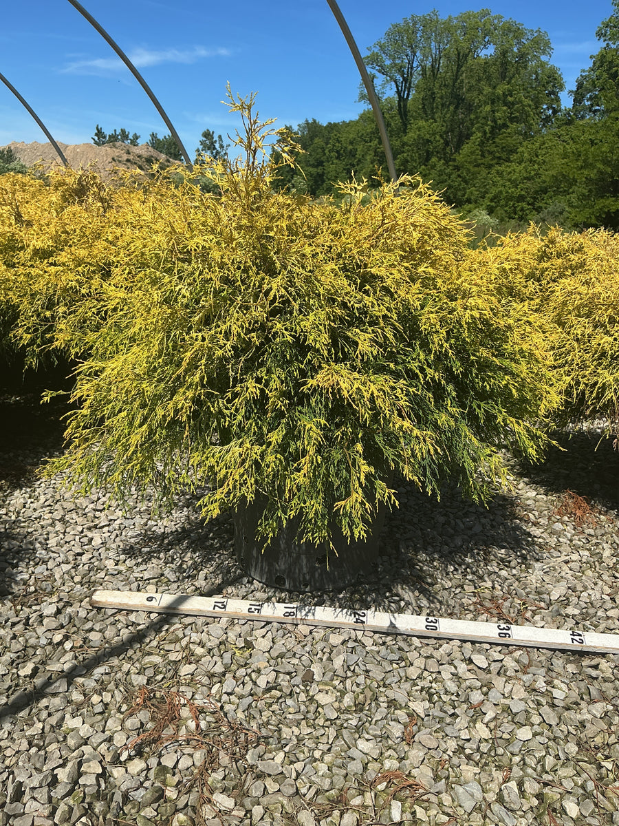 Chamaecyparis pisifera 'Mops' — G15 24