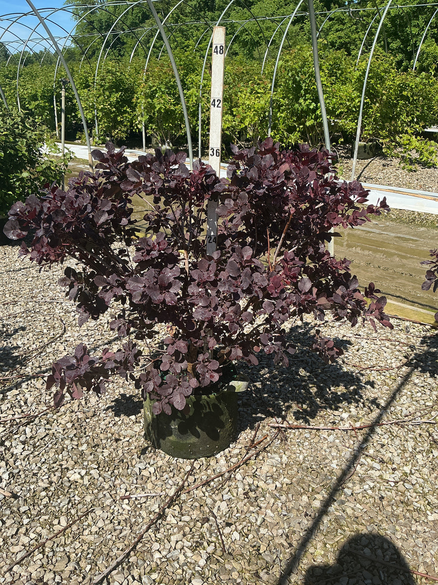 Cotinus coggygria 'Royal Purple' — RP10 36