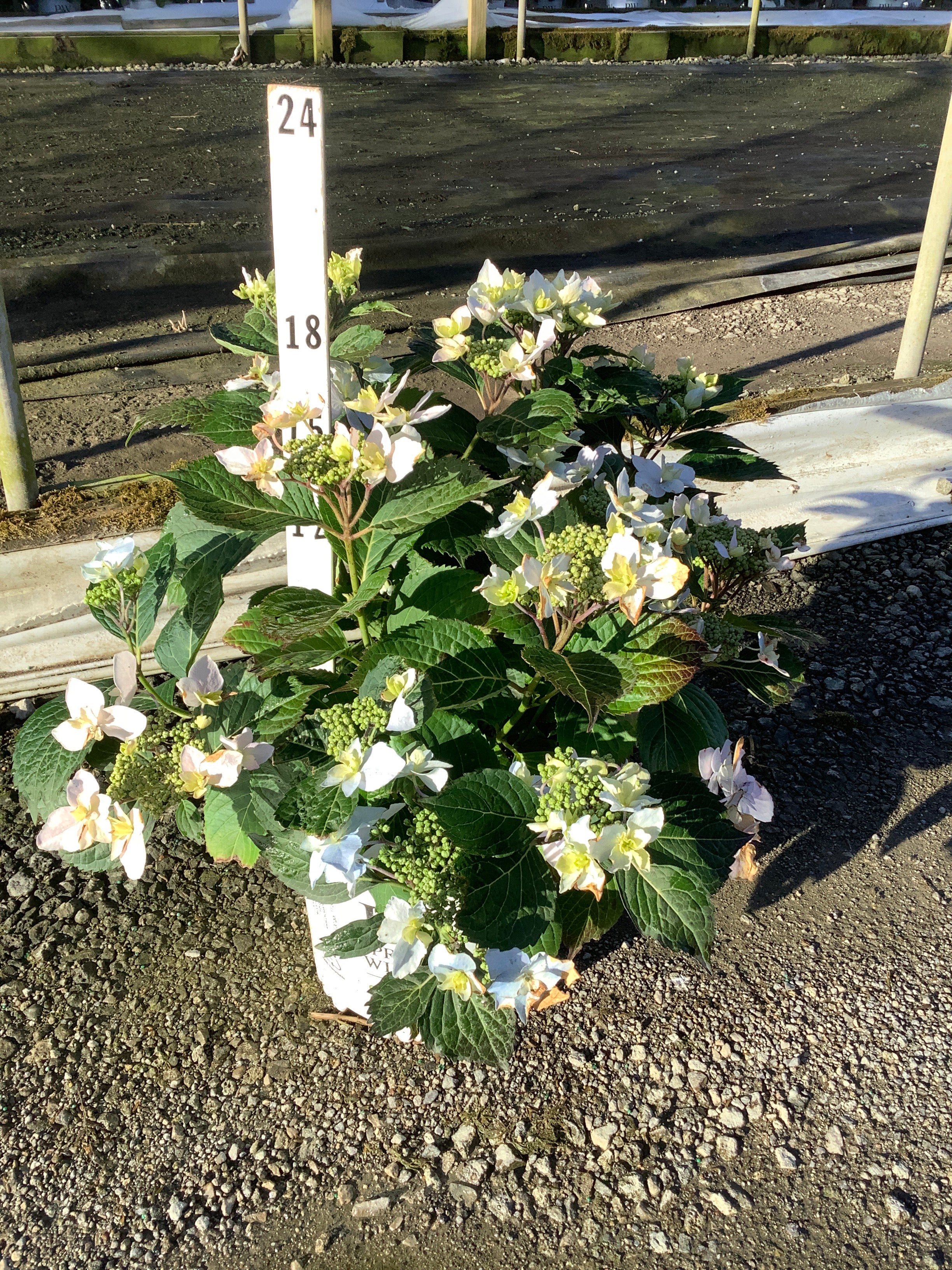 Hydrangea 'S Tuff Stuff Ah-Ha'