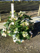 Hydrangea 'S Tuff Stuff Ah-Ha'