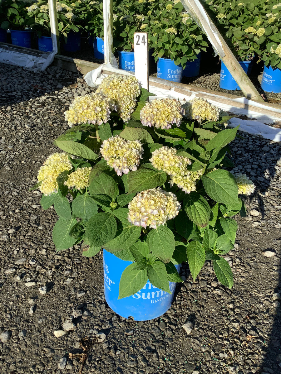 Hydrangea macrophylla 'Bailmer' — G5 ES