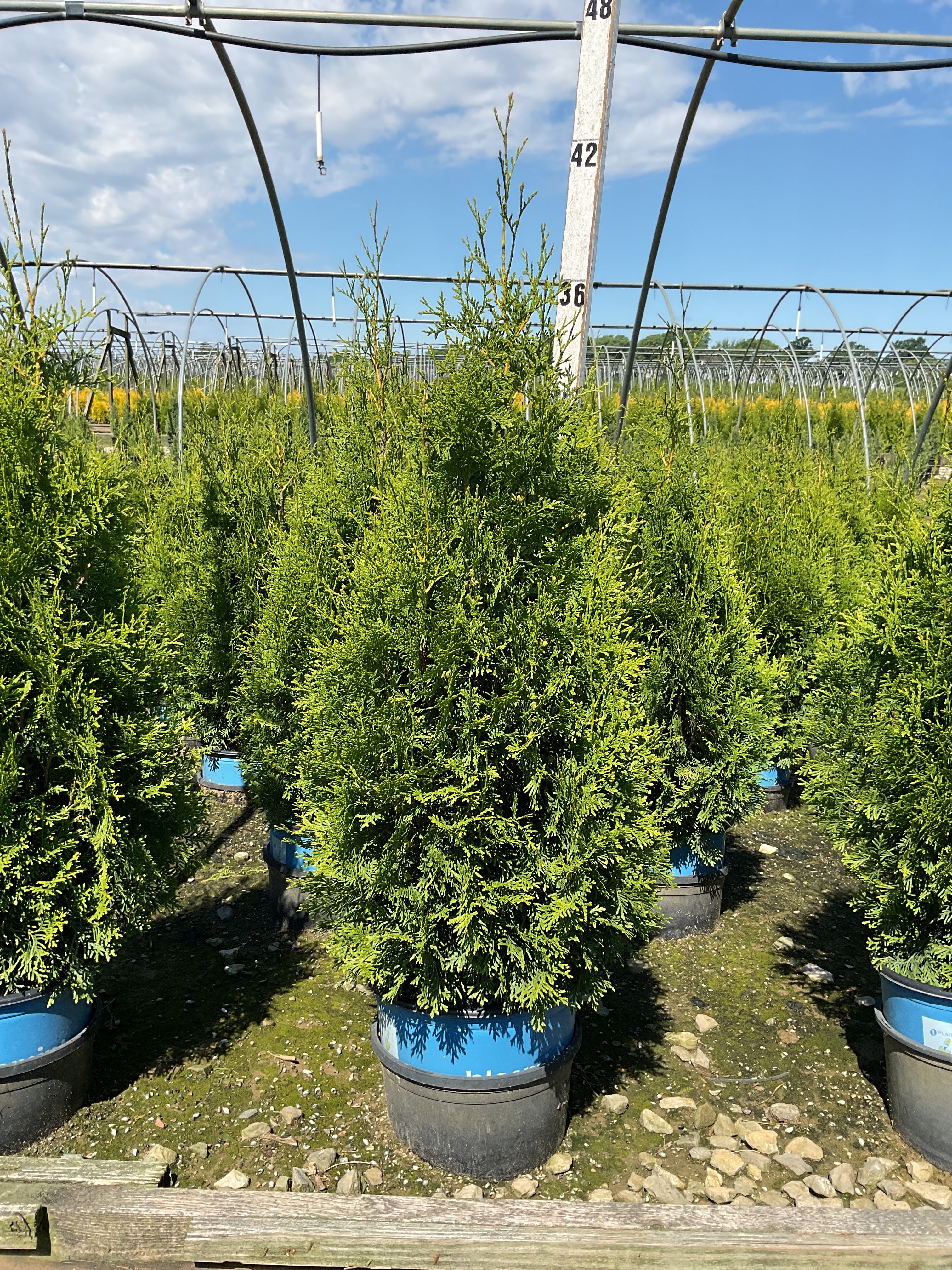 Thuja occidentalis 'King of Brabant'