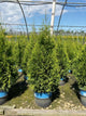 Thuja occidentalis 'King of Brabant'