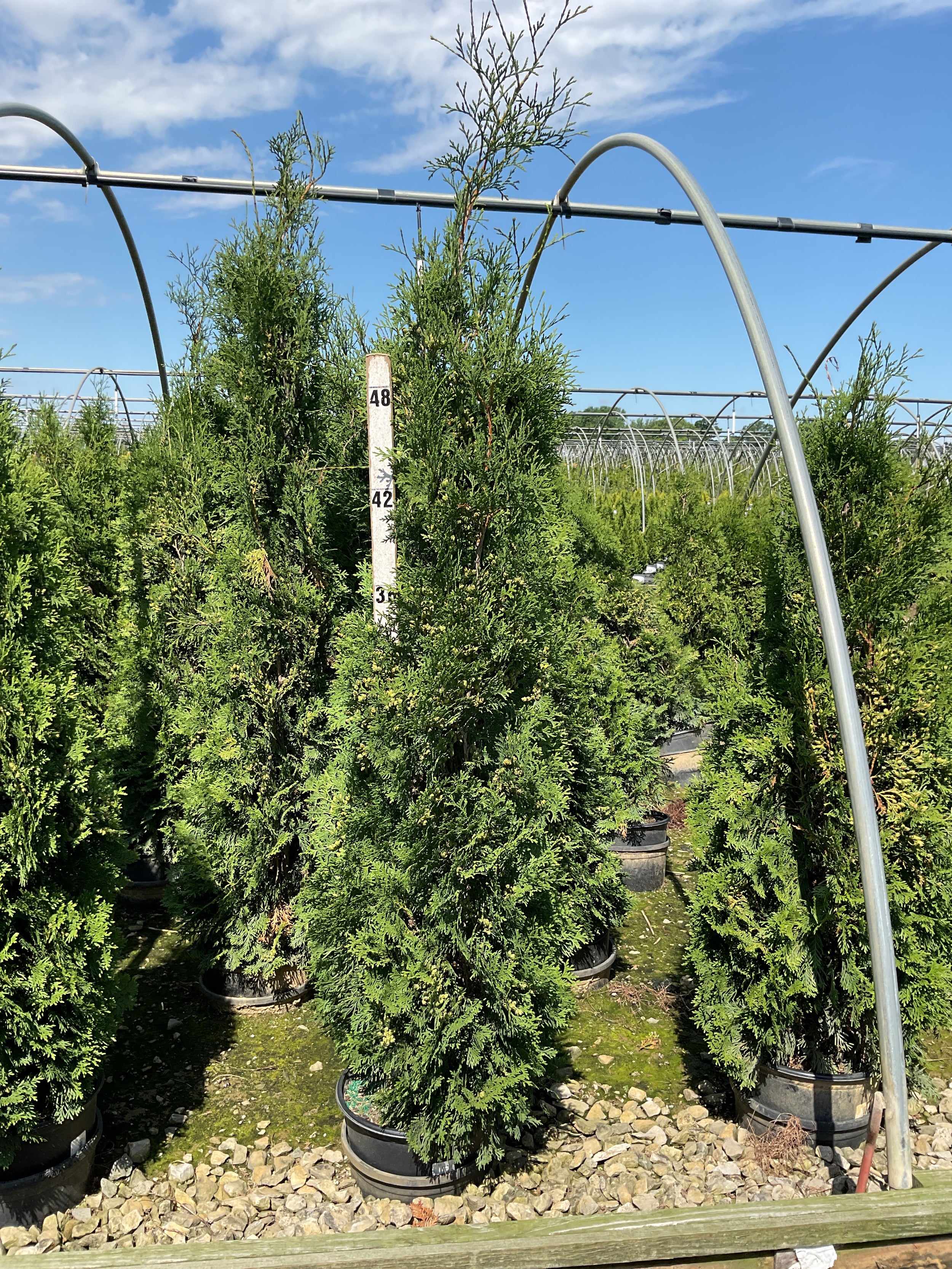 Thuja occidentalis 'Thin Man'