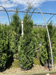 Thuja occidentalis 'Thin Man'