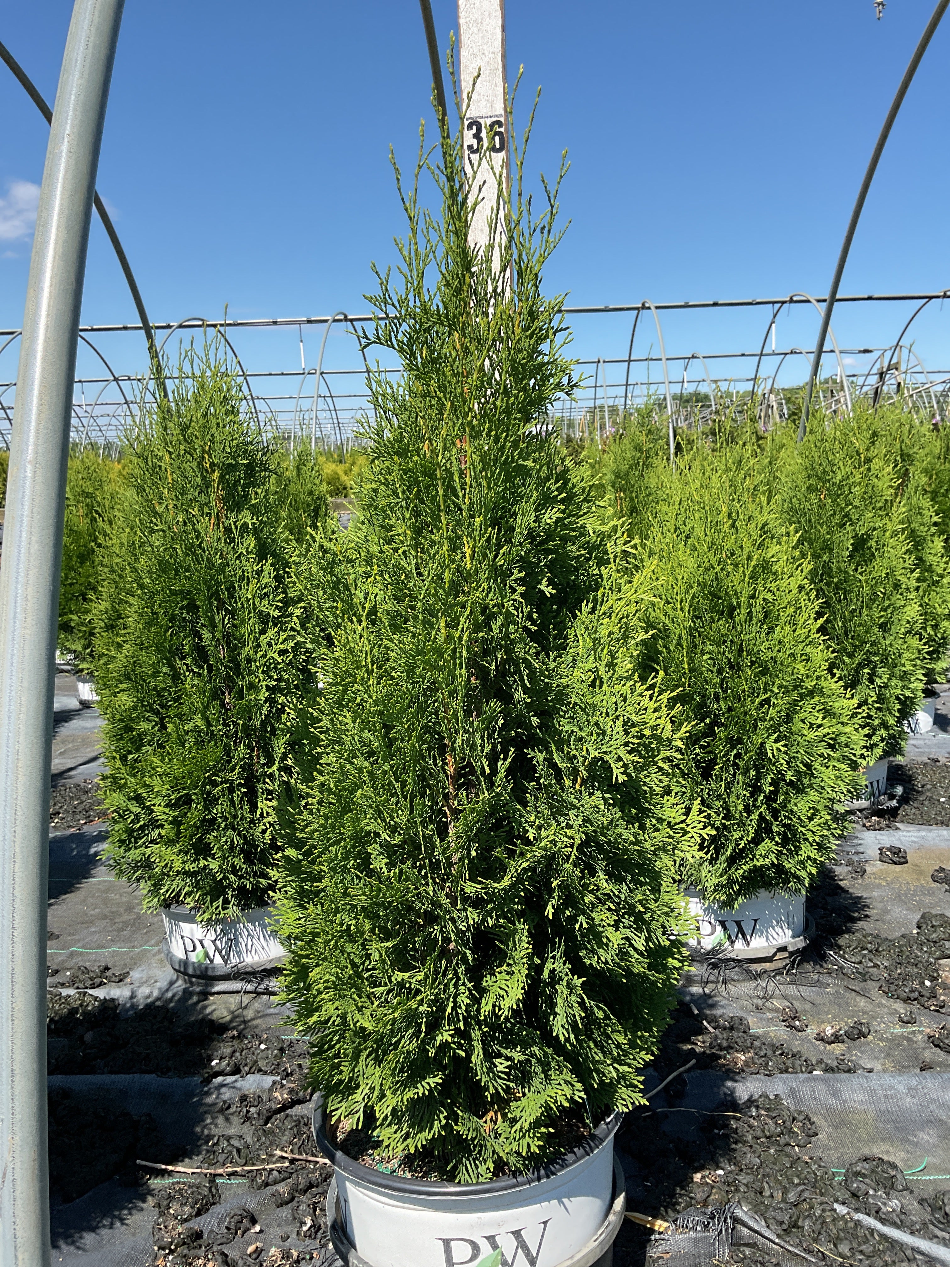 Thuja occidentalis 'Art Boe'