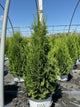 Thuja occidentalis 'Art Boe'