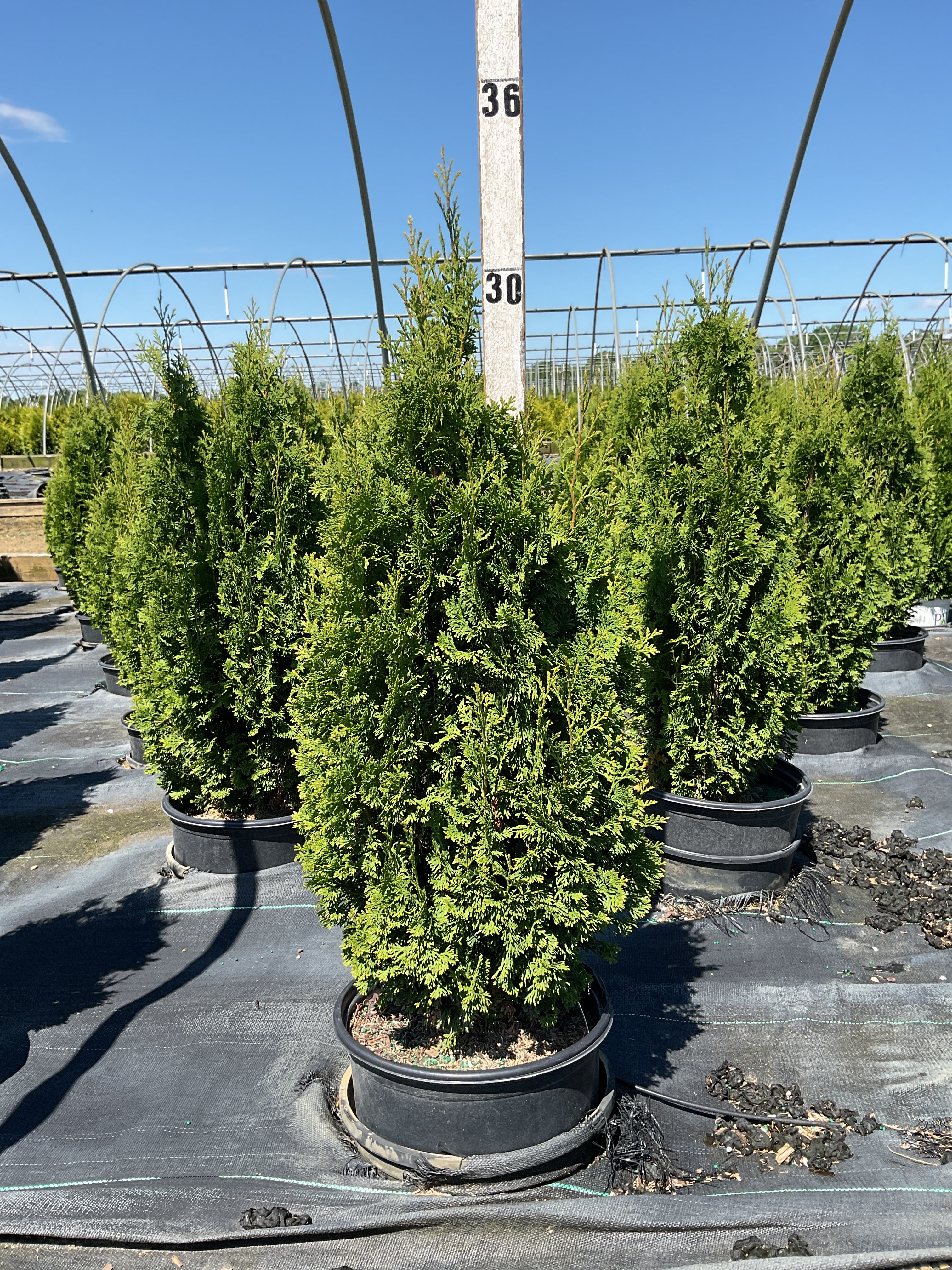 Thuja occidentalis 'Degroots Spire'