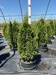 Thuja occidentalis 'Degroots Spire'