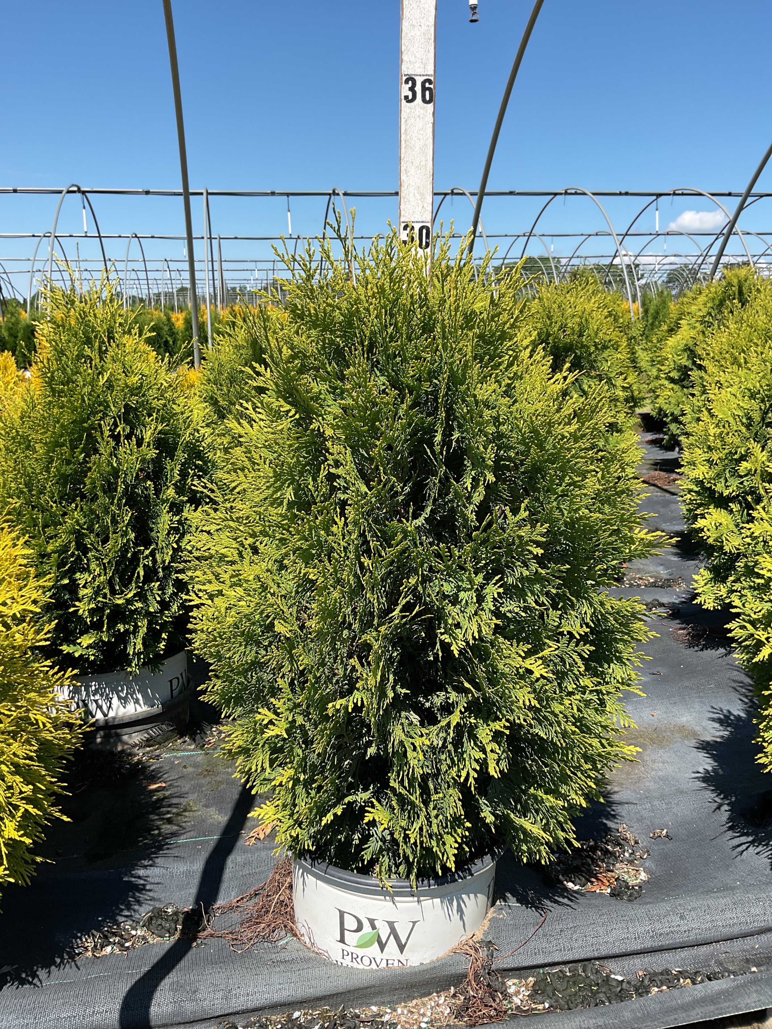 Thuja occidentalis 'Cheer Drops'
