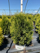 Thuja occidentalis 'Cheer Drops'