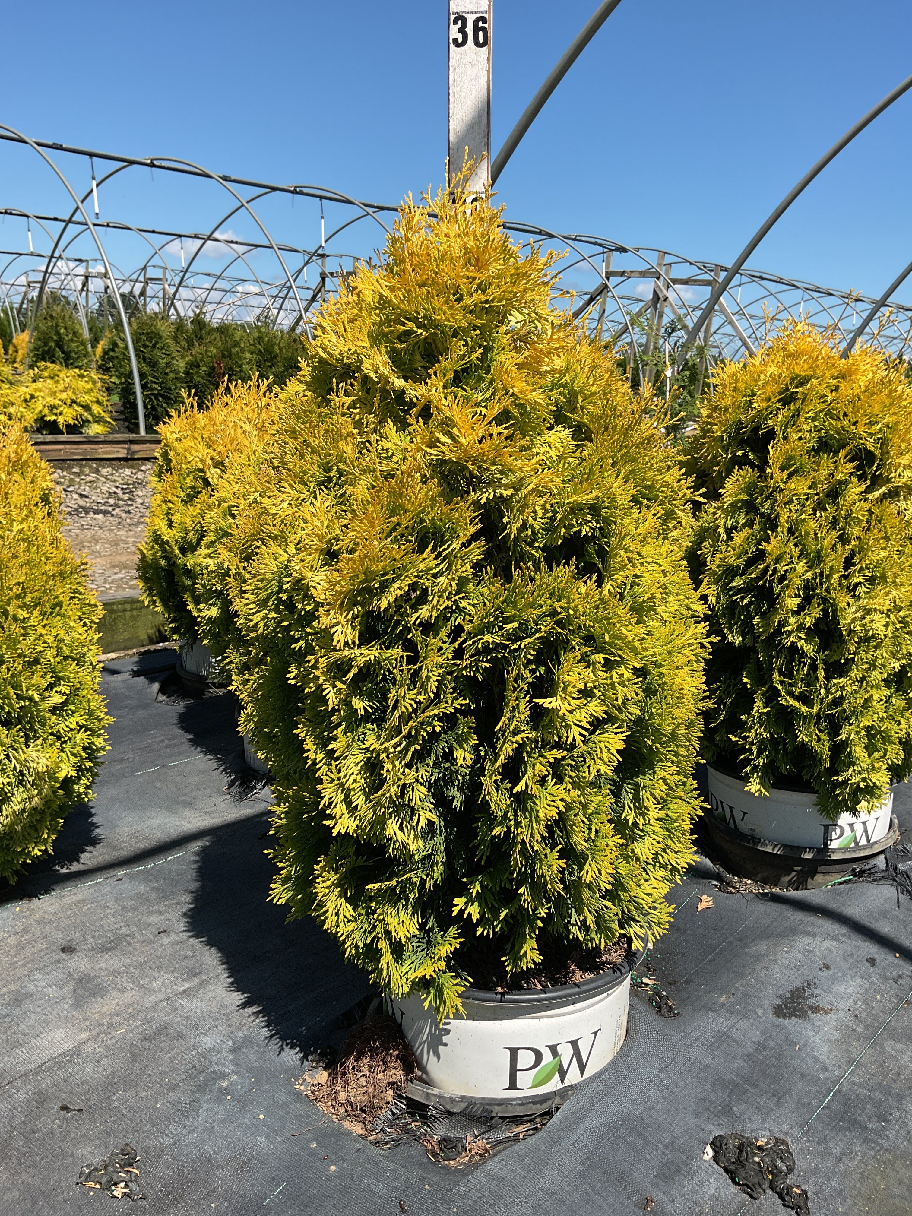 Thuja plicata 'Fluffy'
