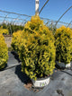 Thuja plicata 'Fluffy'