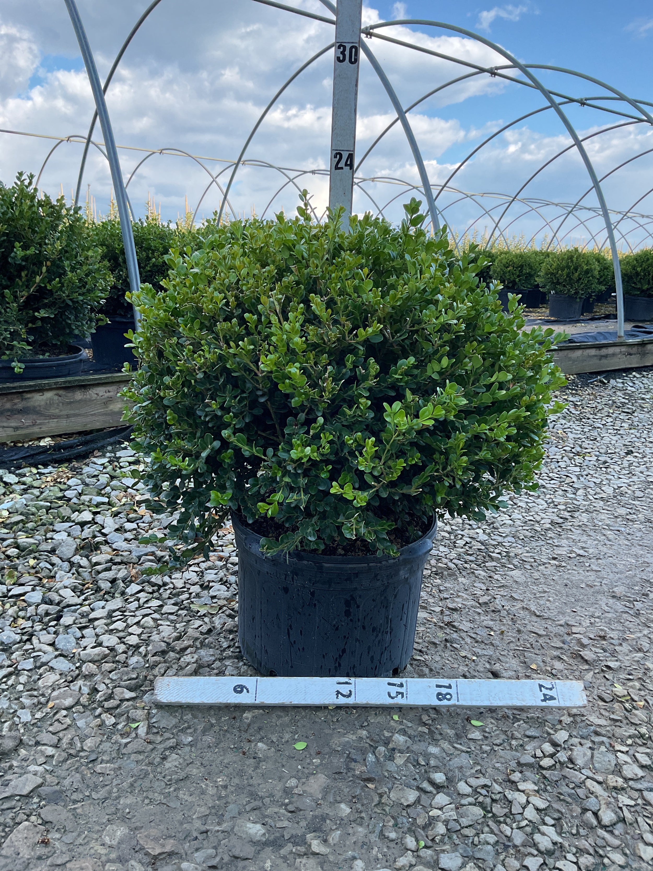 Buxus microphylla 'Winter Gem'