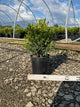 Buxus microphylla 'Green Gem'