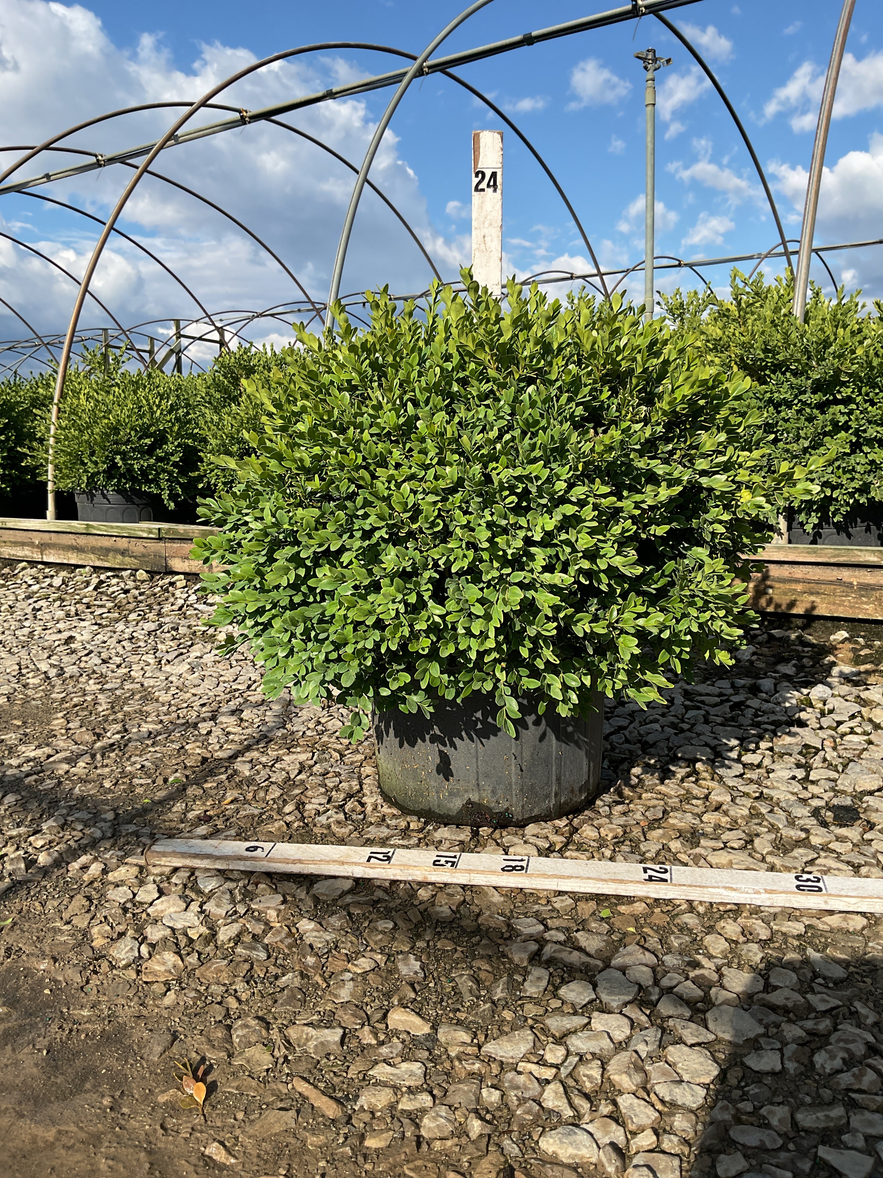 Buxus microphylla 'Green Velvet'
