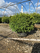 Buxus microphylla 'Green Velvet'