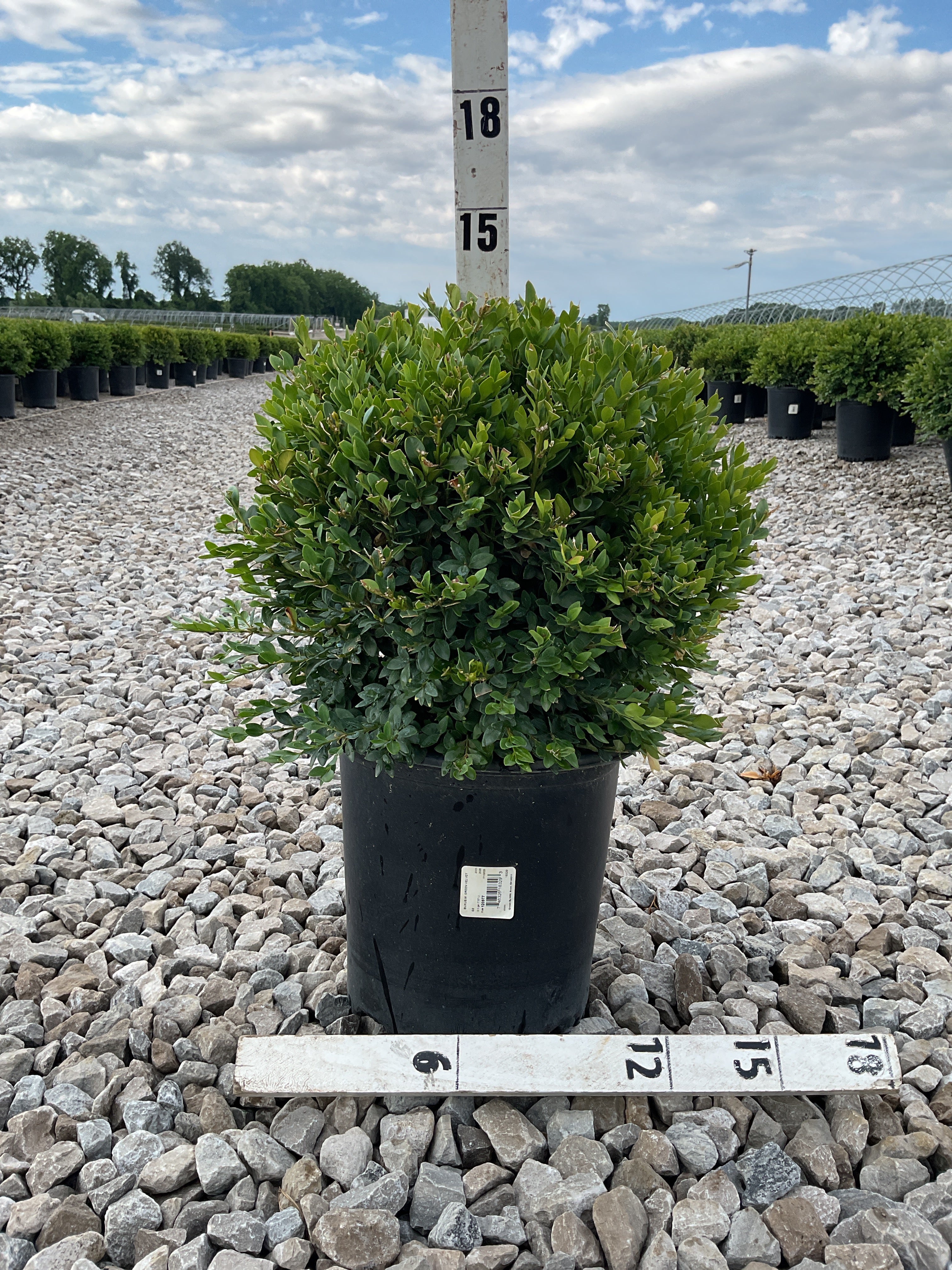 Buxus microphylla 'Green Velvet'