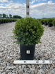 Buxus microphylla 'Green Velvet'