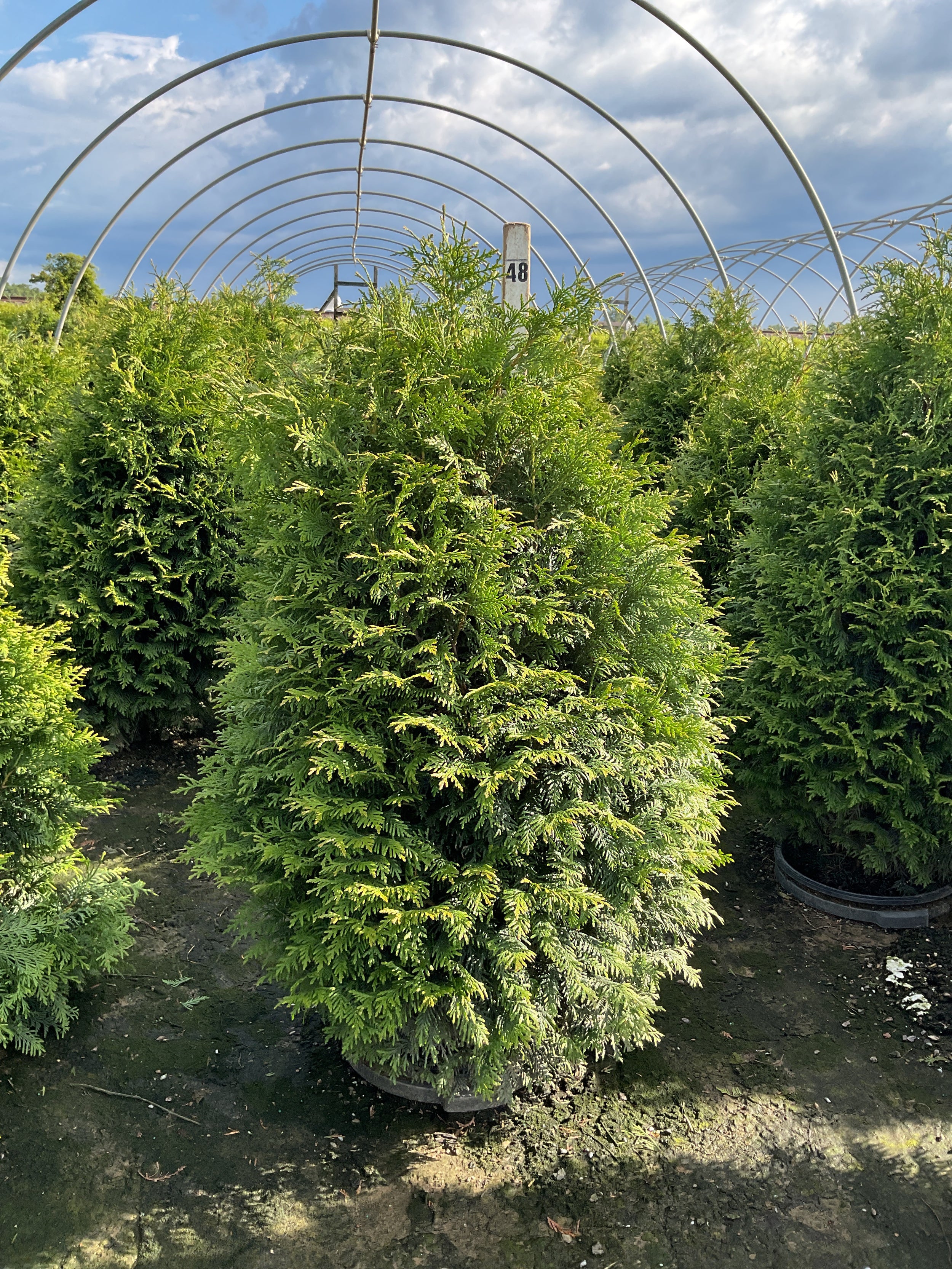 Thuja plicata 'Northern Spire'