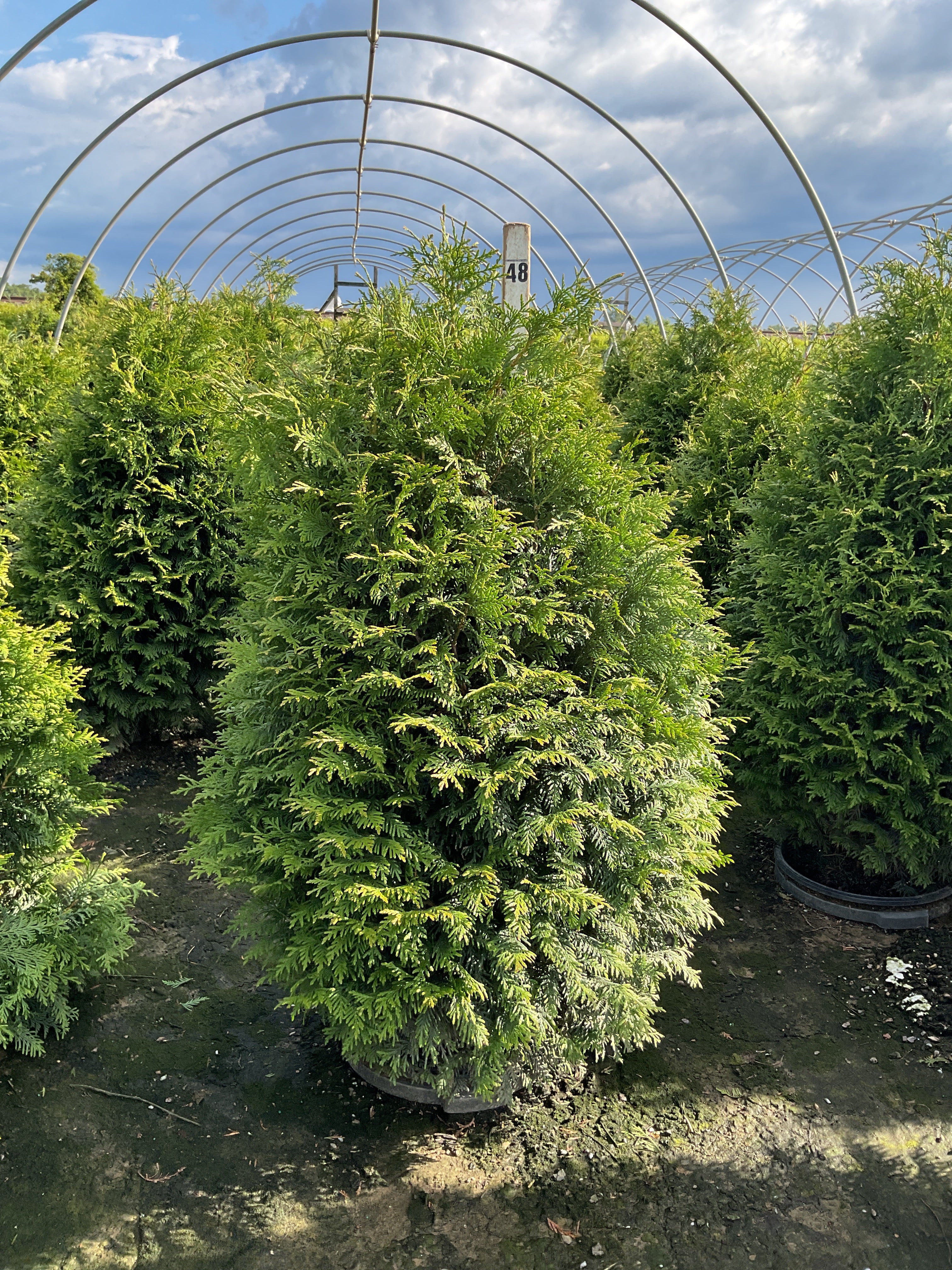 Thuja plicata 'Northern Spire'