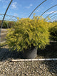 Chamaecyparis pisifera 'Mops'