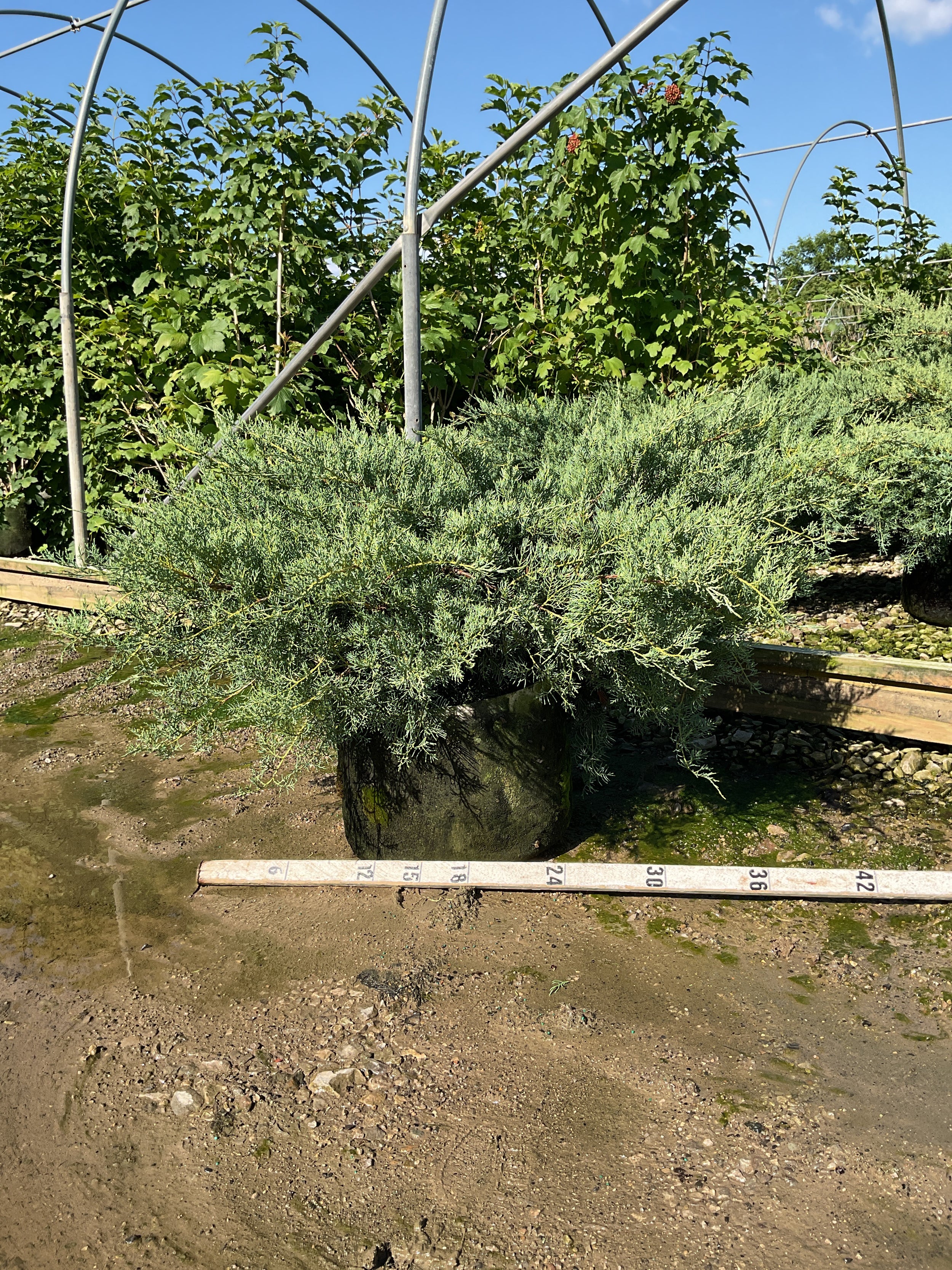 Juniperus virginiana 'Grey Owl'
