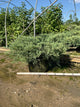Juniperus virginiana 'Grey Owl'