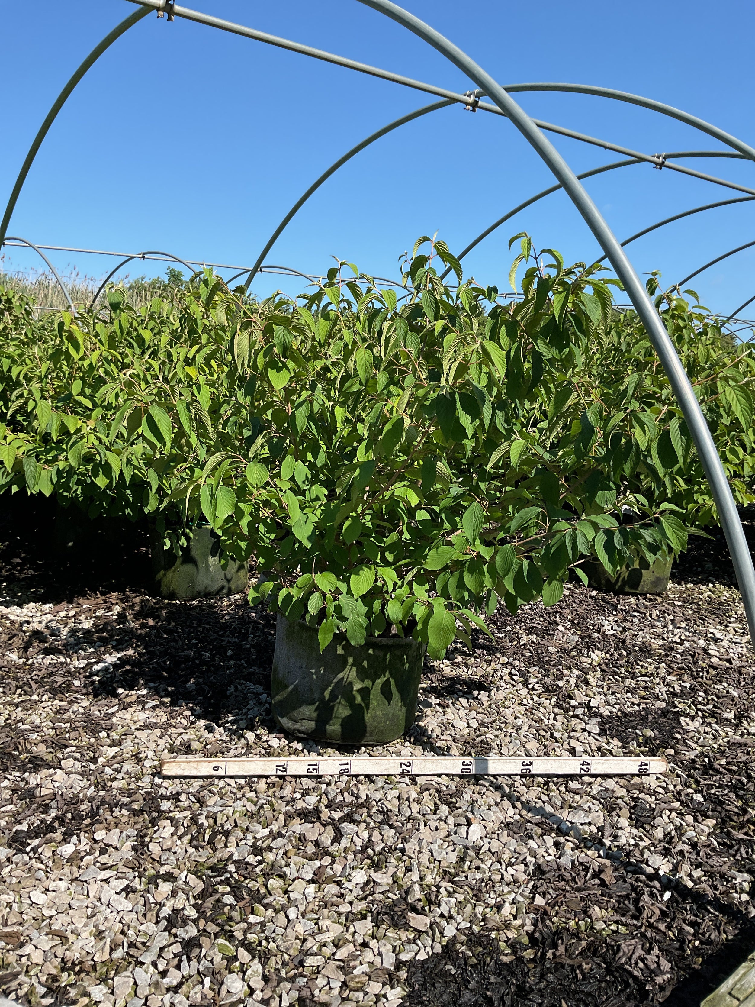 Viburnum plicatum 'Mariesii'