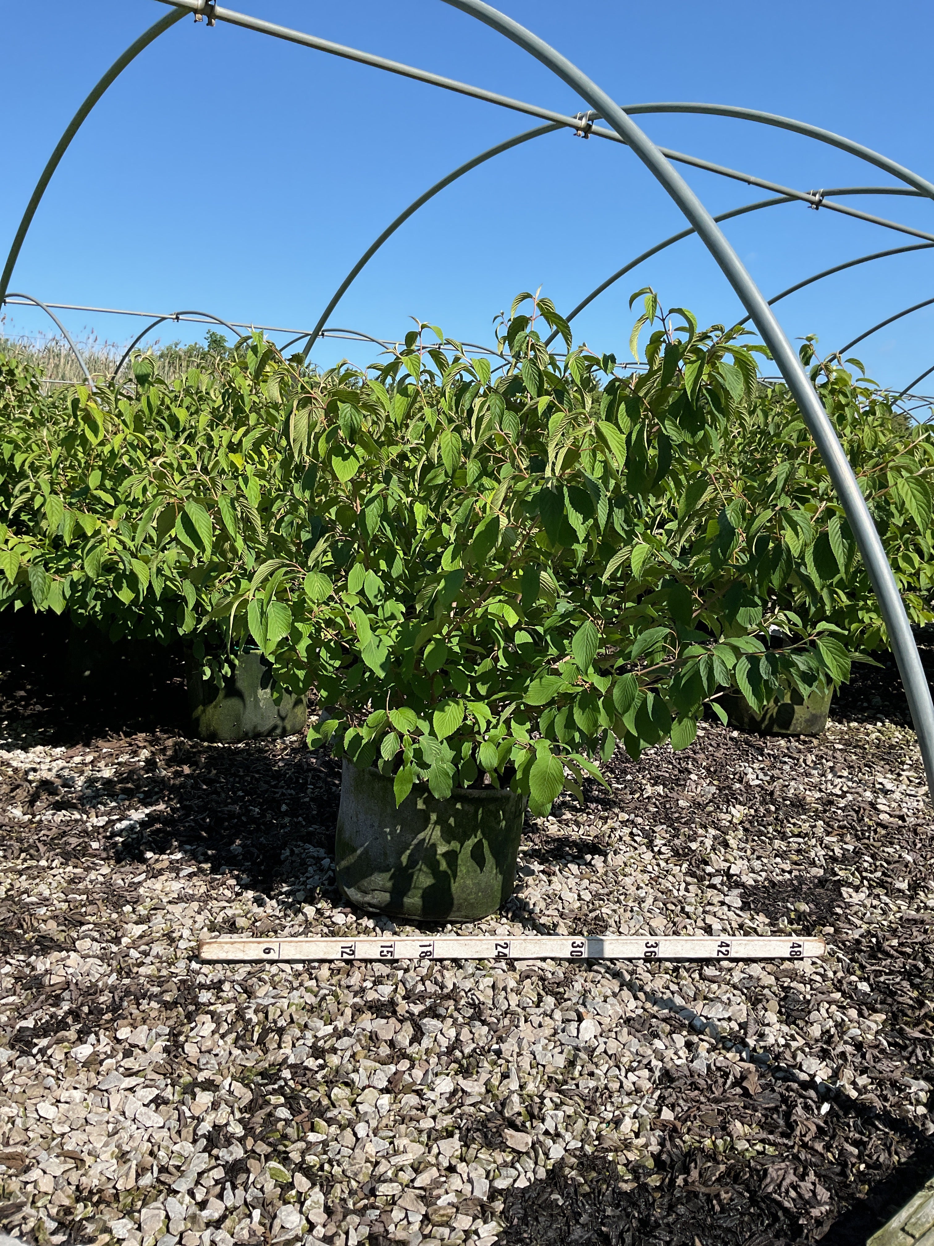 Viburnum plicatum 'Mariesii'