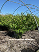 Viburnum plicatum 'Mariesii'