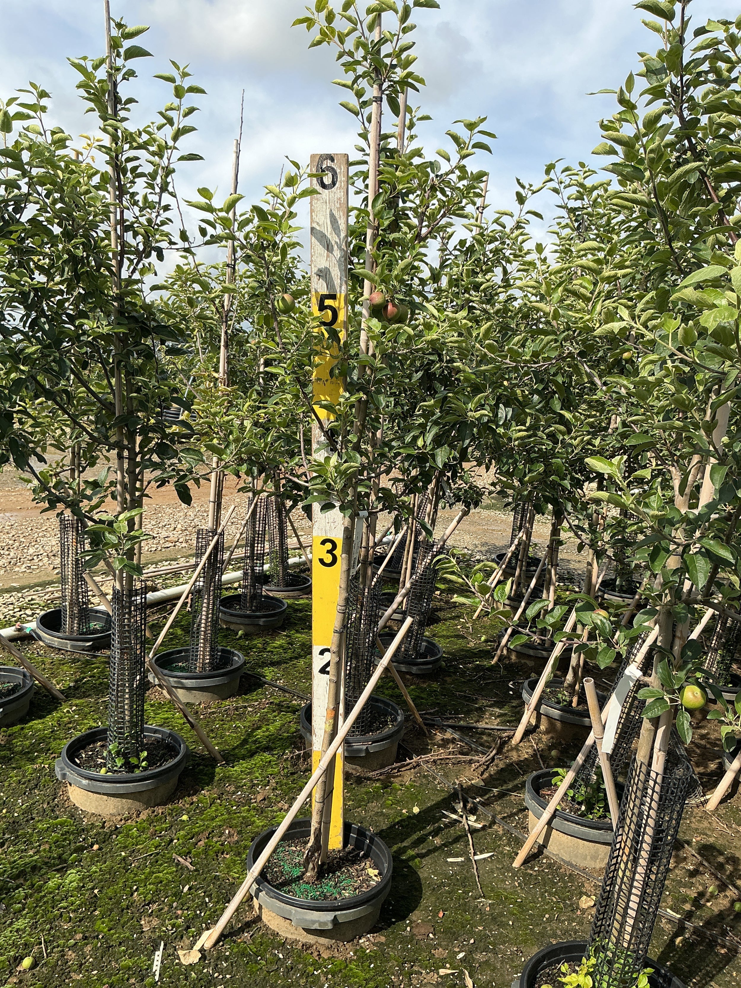 Malus 'Fruit Empire'