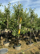 Malus 'Fruit Gold. Sentinel Columnar'