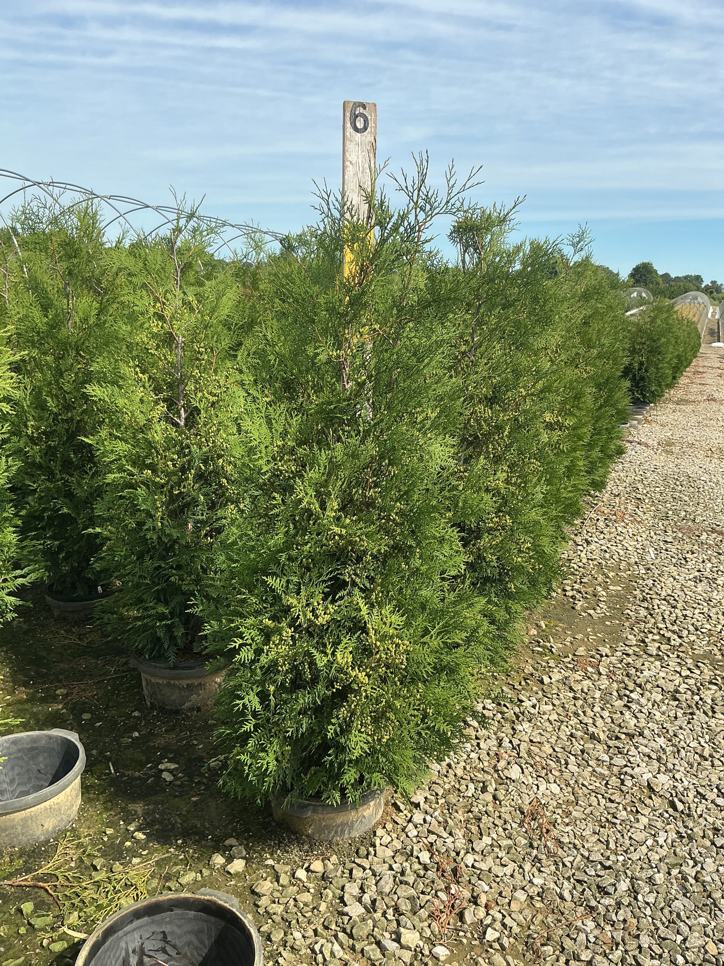 Thuja occidentalis 'American Pillar'