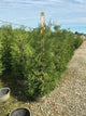 Thuja occidentalis 'American Pillar'