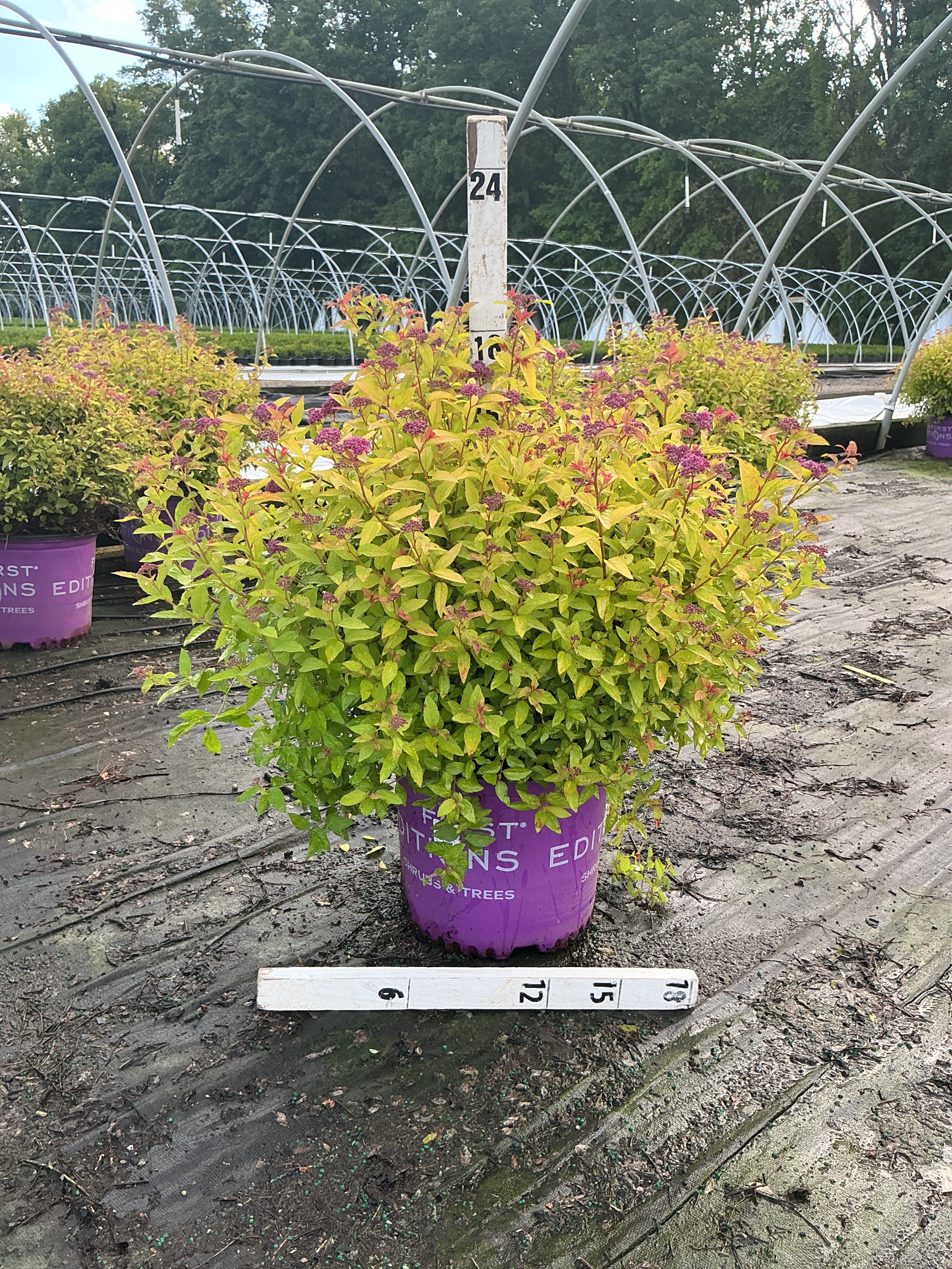 Spiraea JAP 'Little Spark'