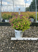 Spiraea JAP 'Dbl Play Dolly'