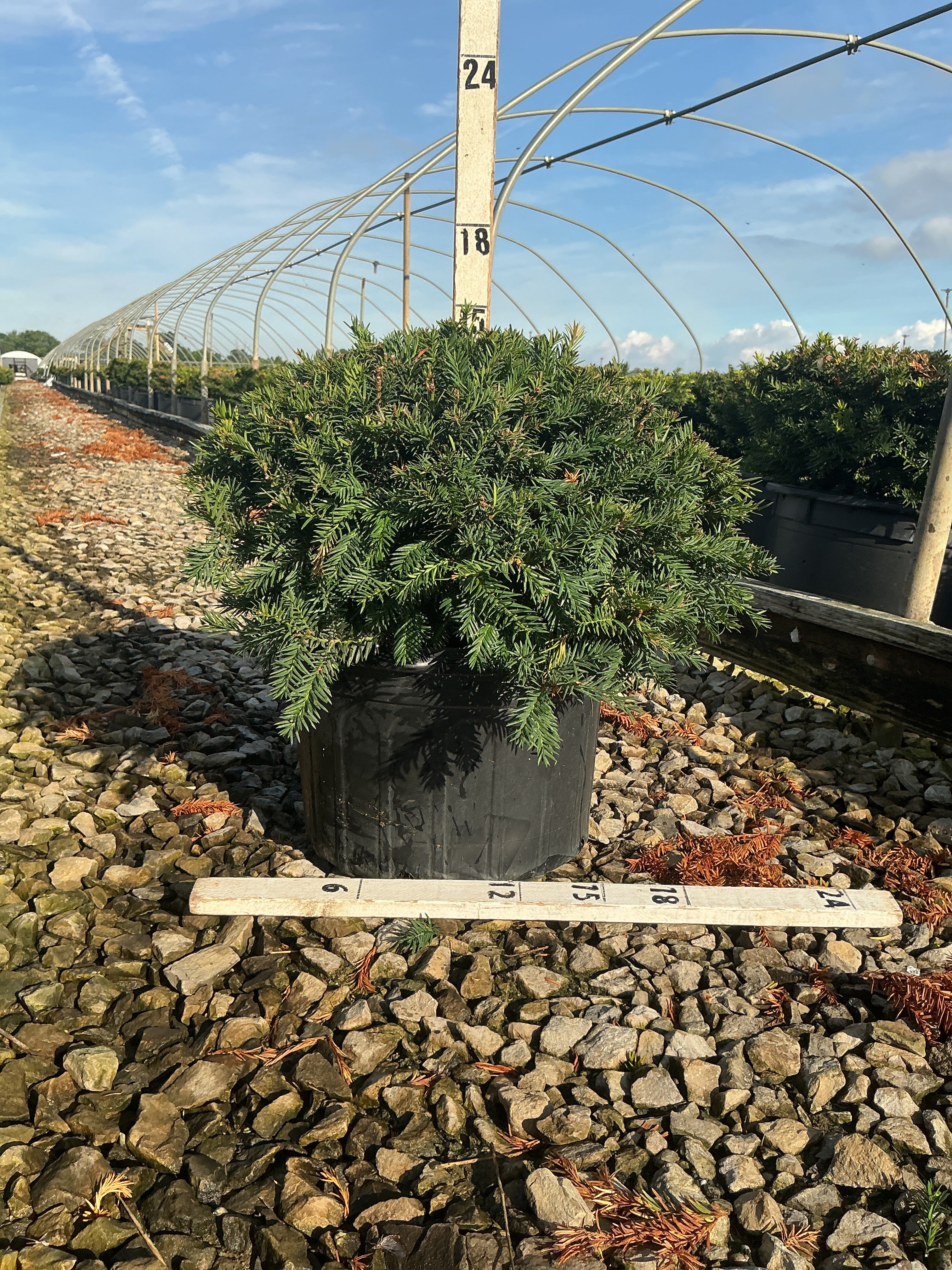 Taxus baccata 'Repandens'