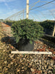 Taxus baccata 'Repandens'