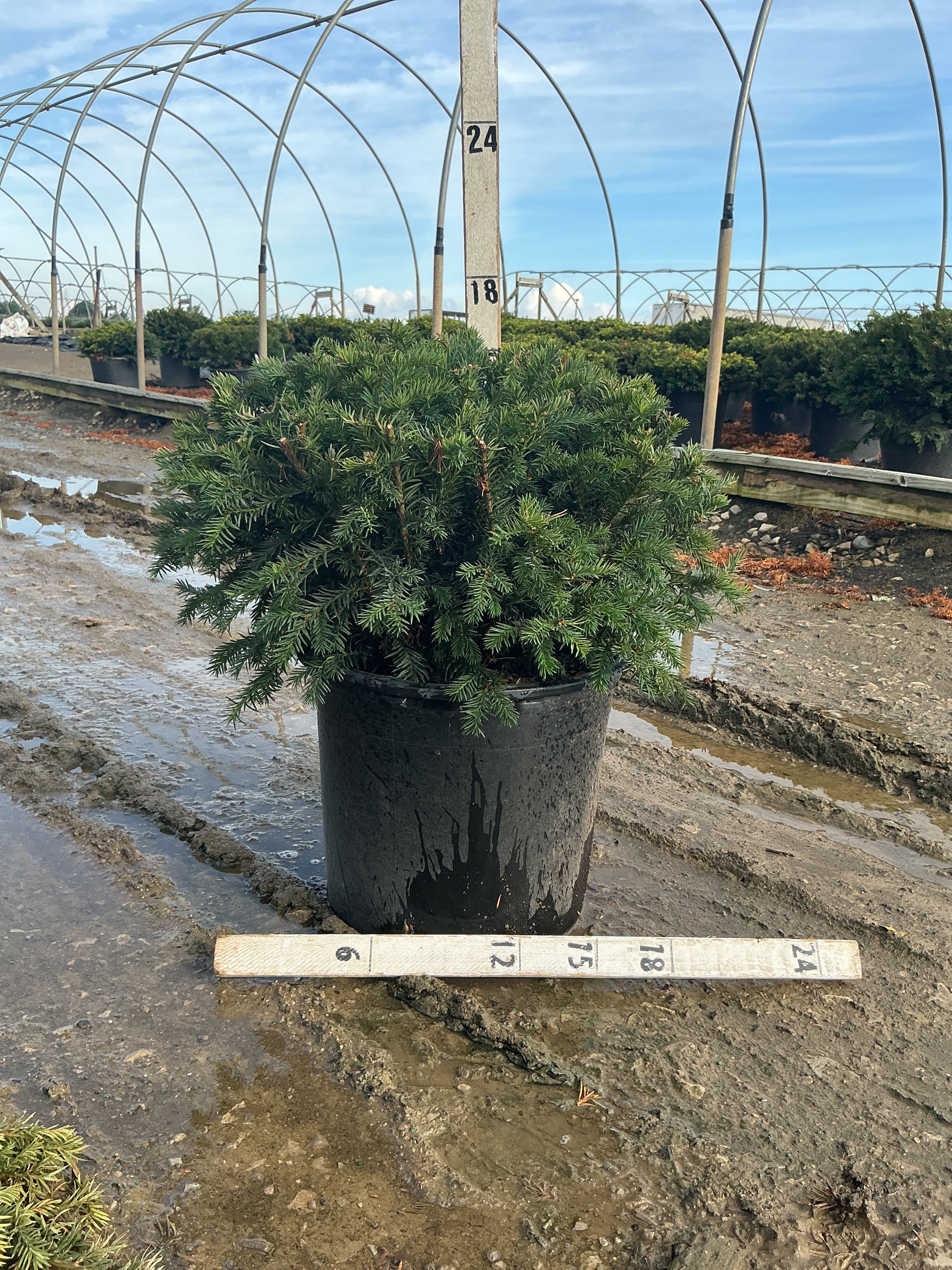 Taxus baccata 'Repandens'