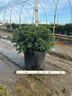 Taxus baccata 'Repandens'