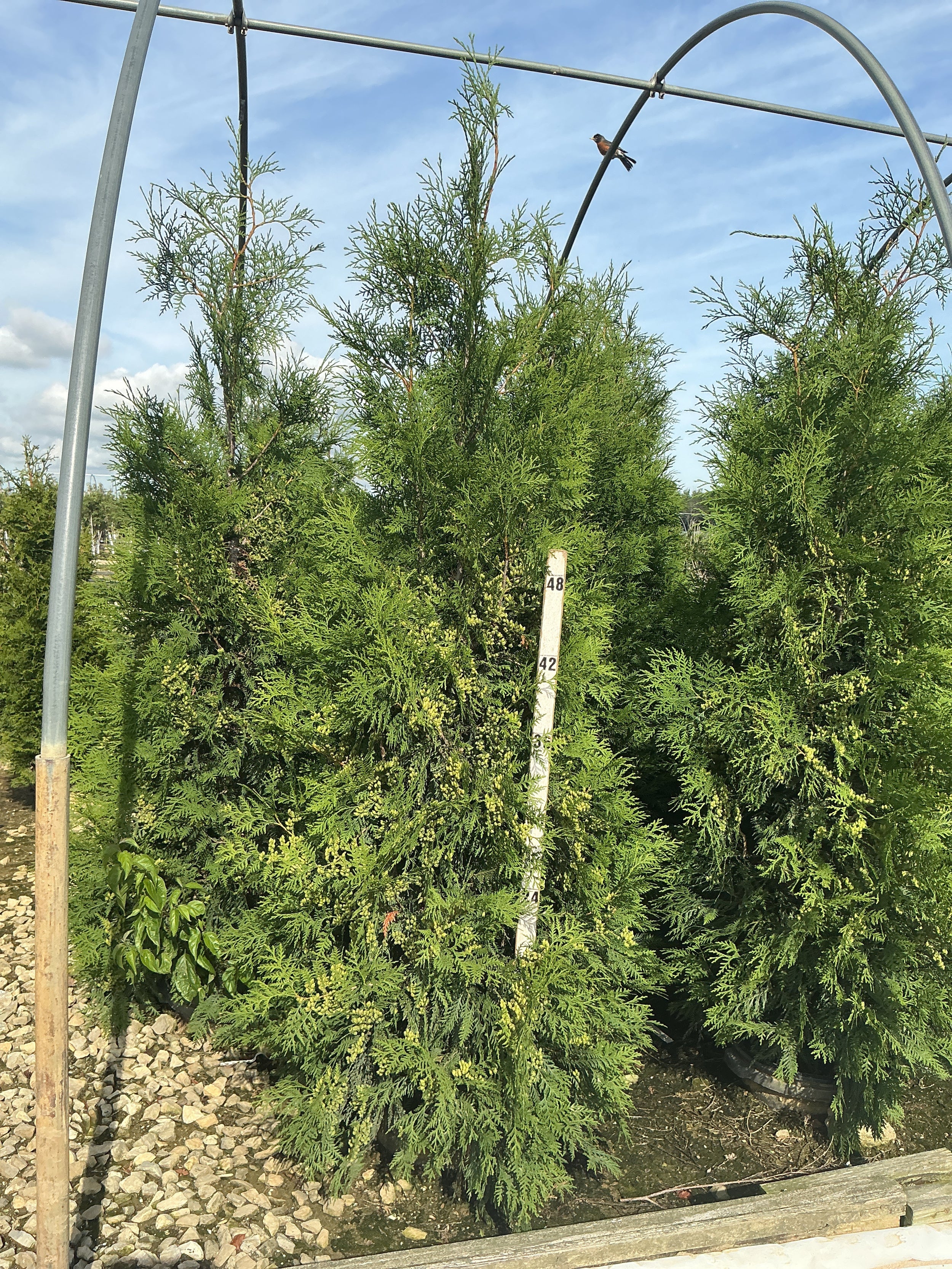 Thuja occidentalis 'Wintergreen'
