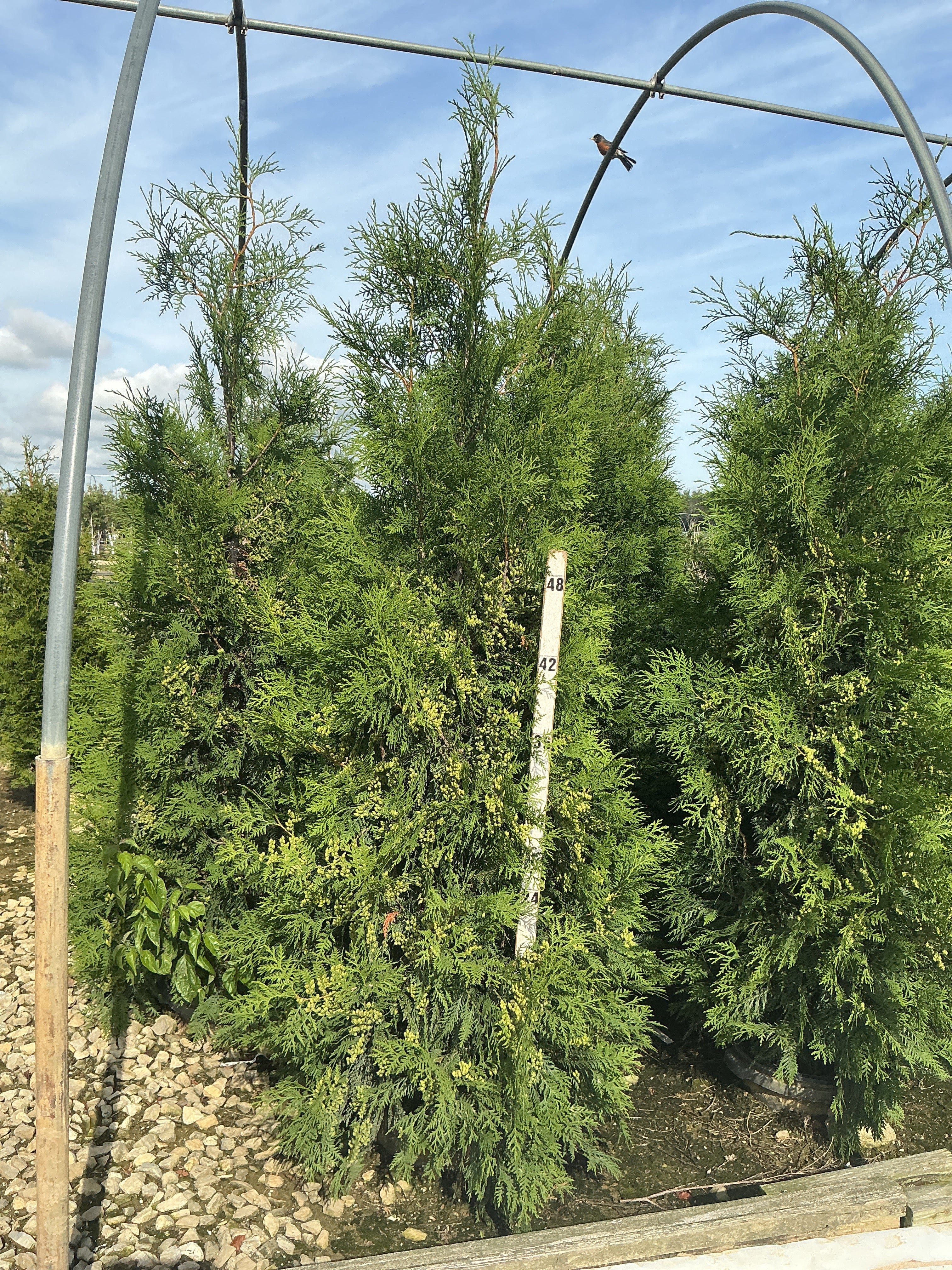 Thuja occidentalis 'Wintergreen'