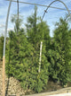 Thuja occidentalis 'Wintergreen'