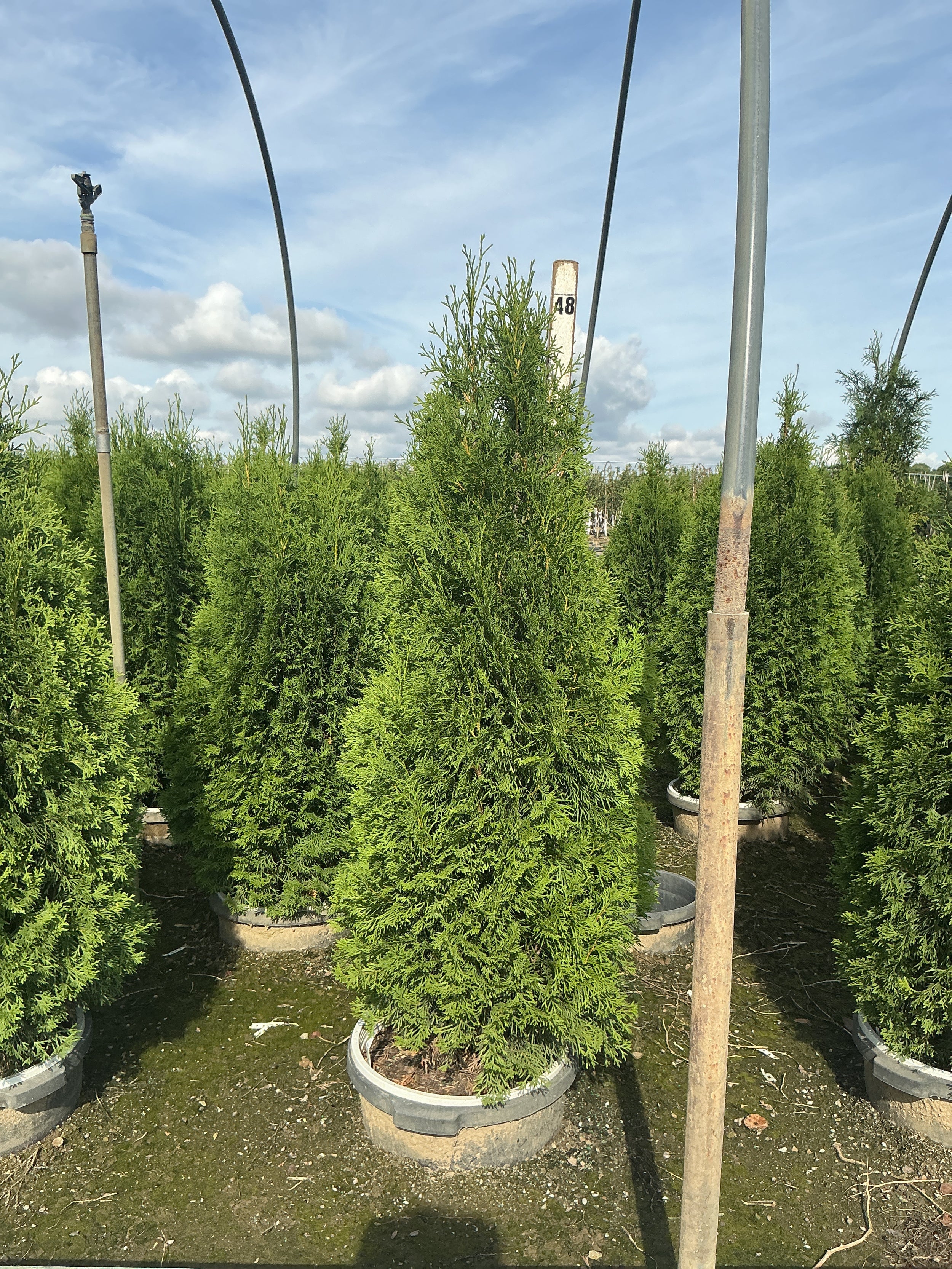 Thuja occidentalis 'Art Boe'
