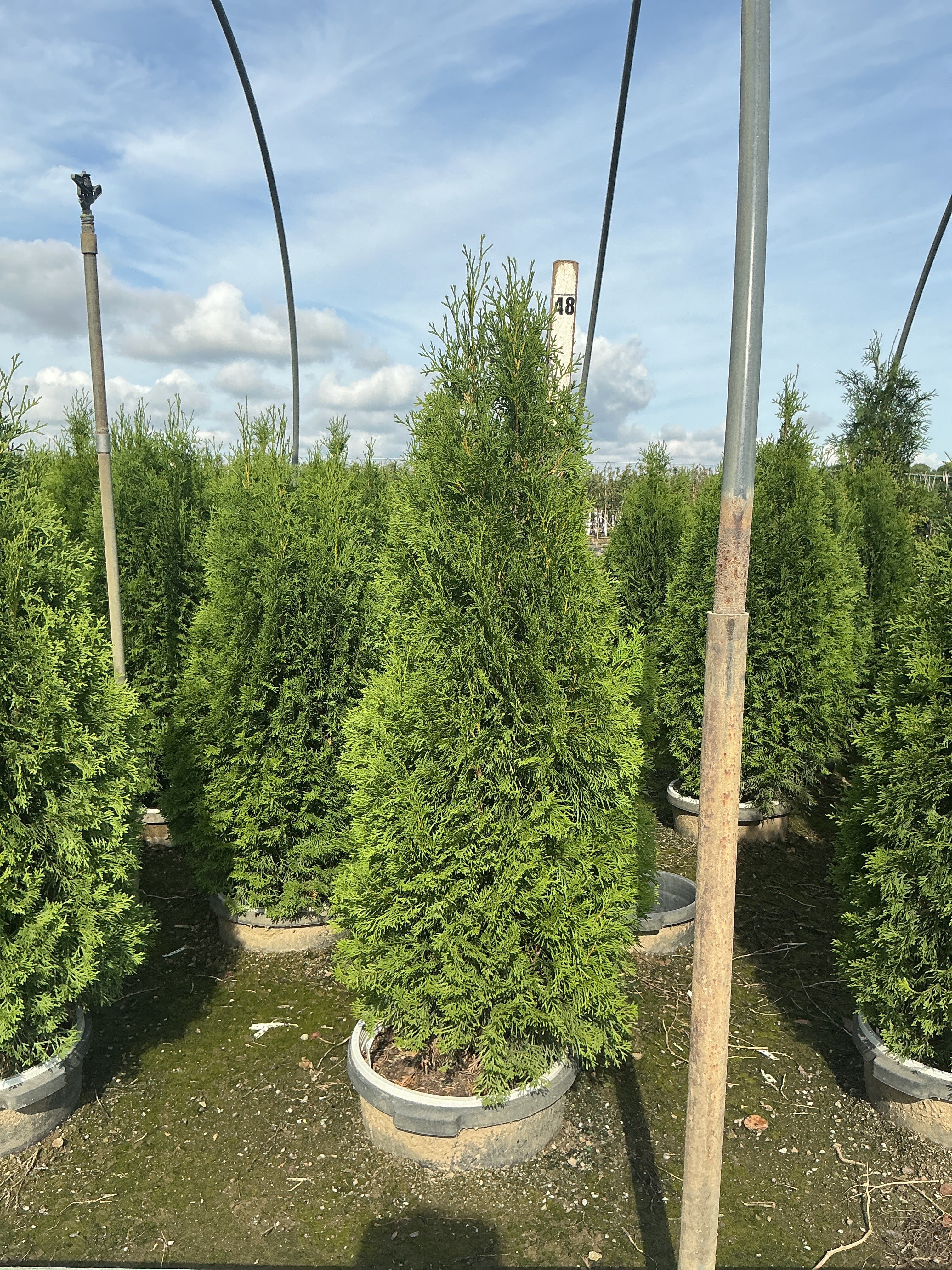 Thuja occidentalis 'Art Boe'