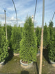 Thuja occidentalis 'Art Boe'